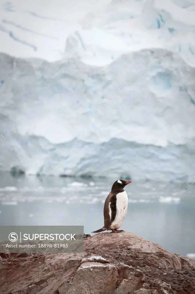Gentoo penguin pygoscelis papua, antarctica