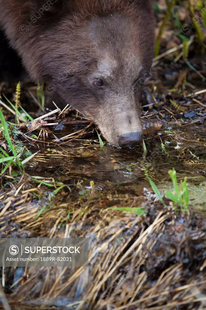 American black bear ursus americanusdrinks from a creek, skagway, alaska, united states of america