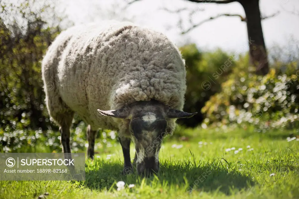 A sheep grazes on the grass, metchosin, british columbia, canada