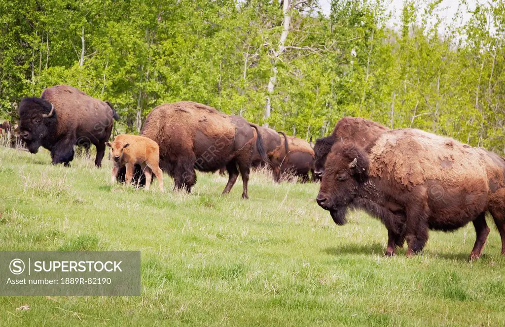 Plains bison in elk island national park, alberta, canada