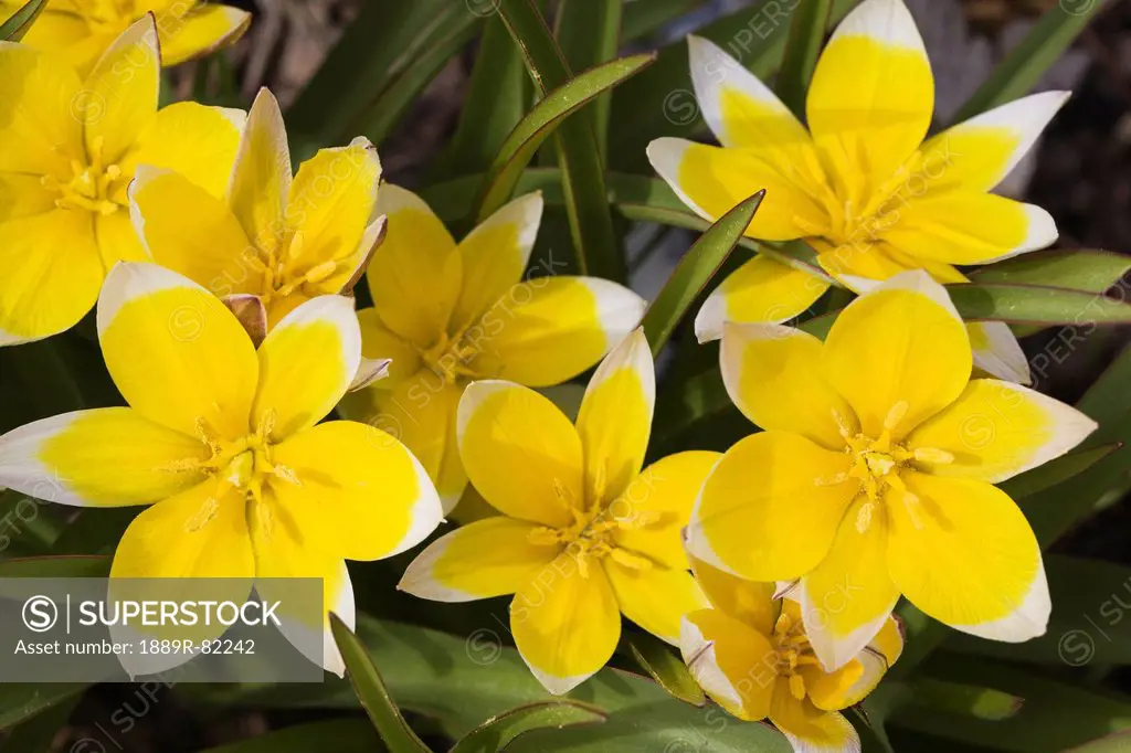 A grouping of yellow and white star tulips, calgary, alberta, canada