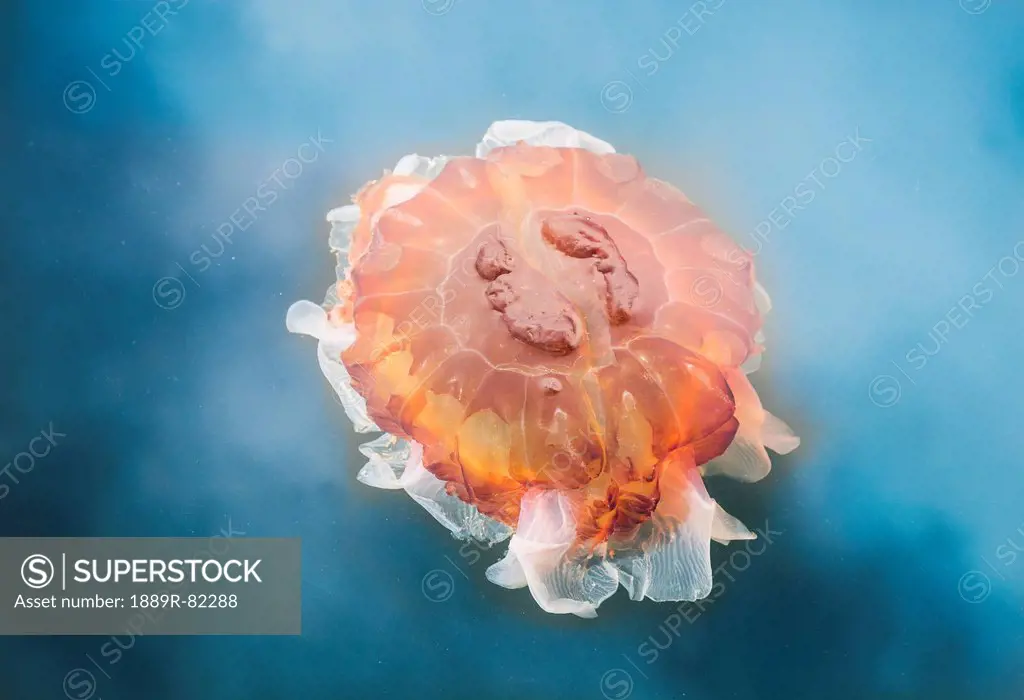 The lion´s mane jellyfish cyanea capillata is the largest known species of jellyfish in the pacific ocean on coastal british columbia, british columbi...