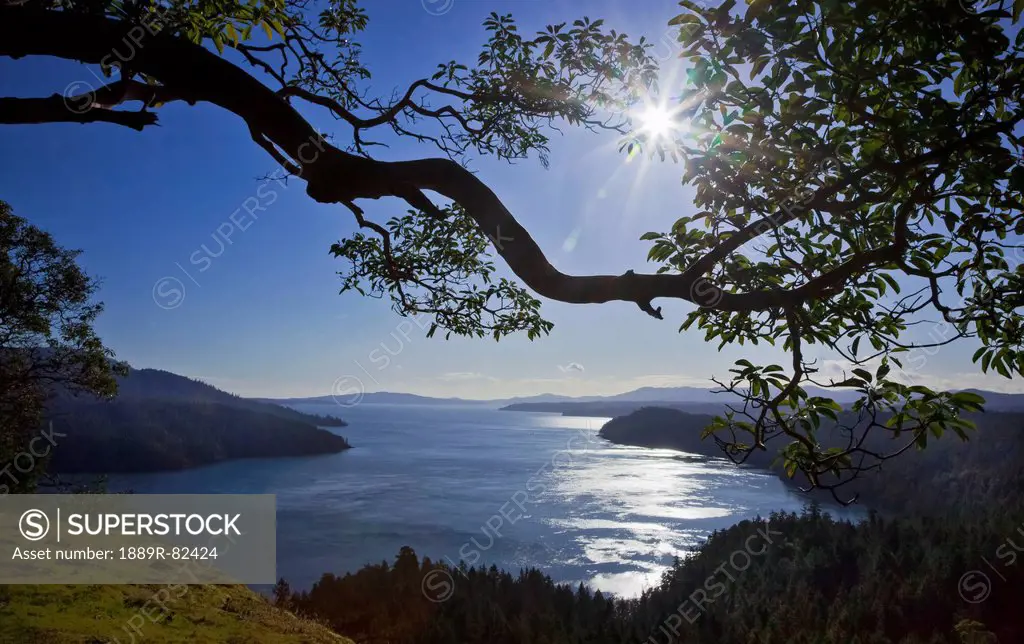 The sun rises over an arbutus tree overlooking sansum narrows in vancouver island, british columbia, canada