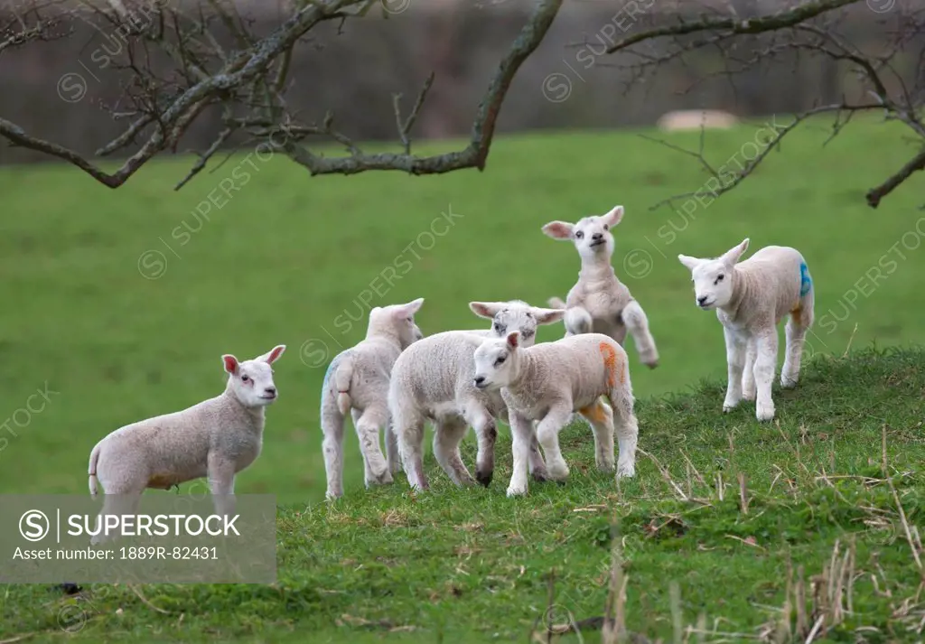 Lambs playing in a field, northumberland, england