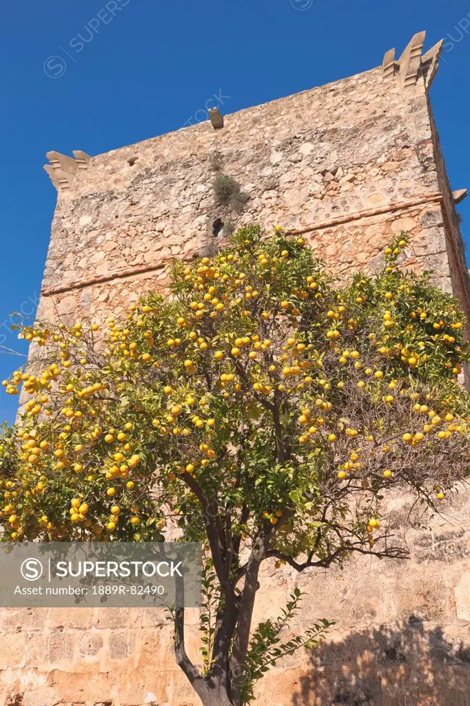 Orange tree in front of a tower of the castle of the guzmans, against a blue sky, niebla, huelva province, andalusia, spain