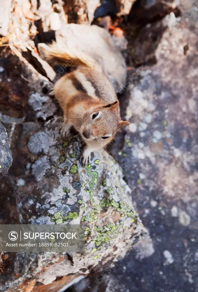 A golden_mantled ground squirrel callospermophilus lateralis, lake louise, alberta, canada