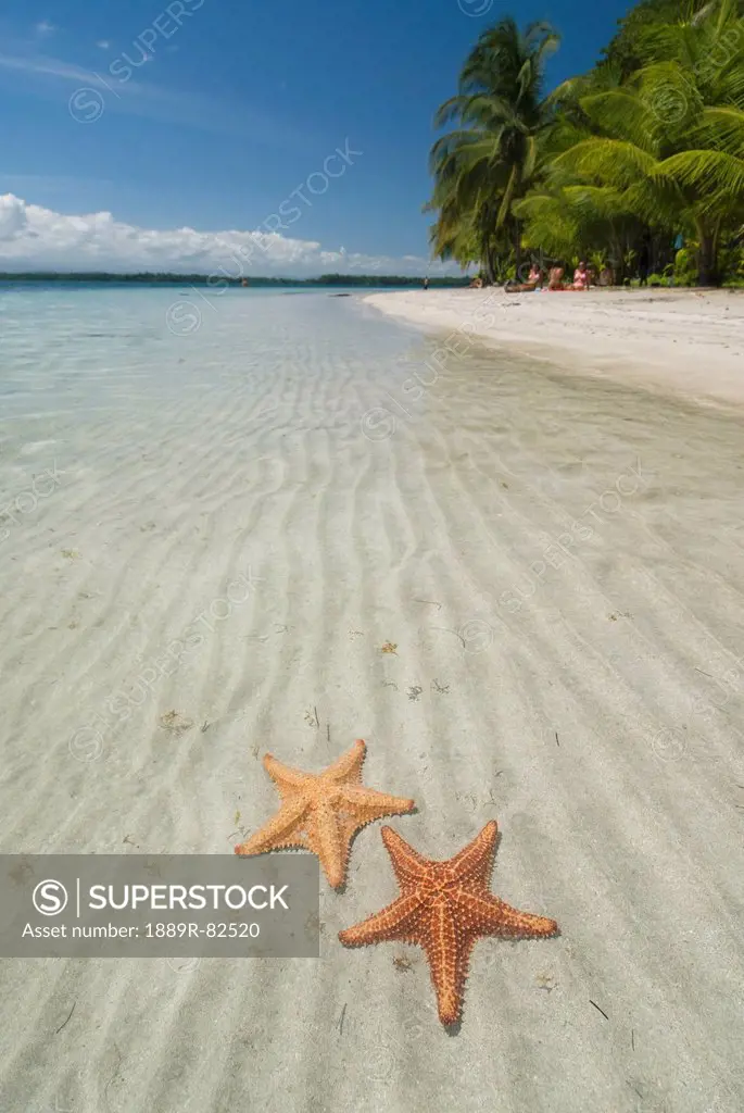 Starfish in the shallow water along the beach, bocas del toro, panama