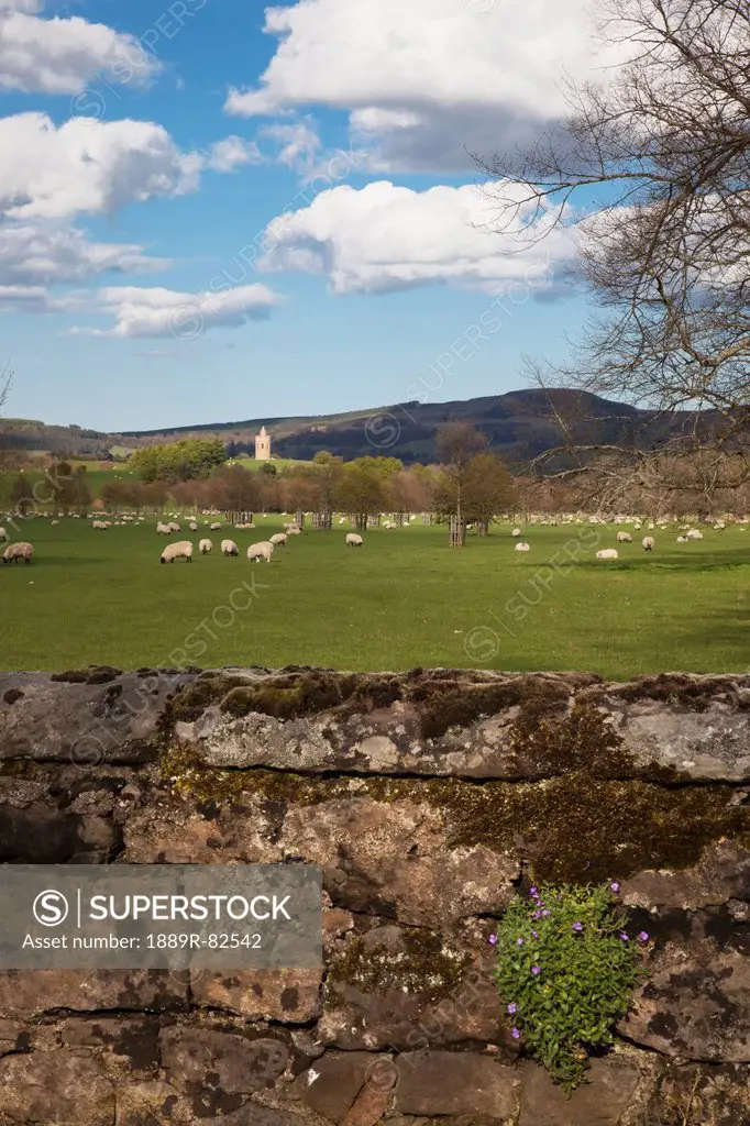 Sheep grazing in a field with hurlestone tower at lilburn in the background and an old stone wall in the foreground, northumberland, england
