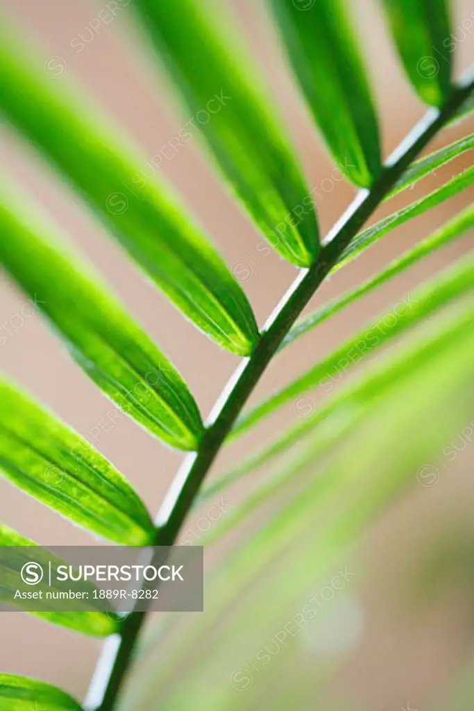 A palm leaf