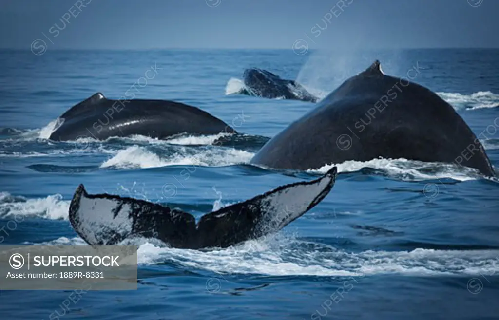 School of humpback whales