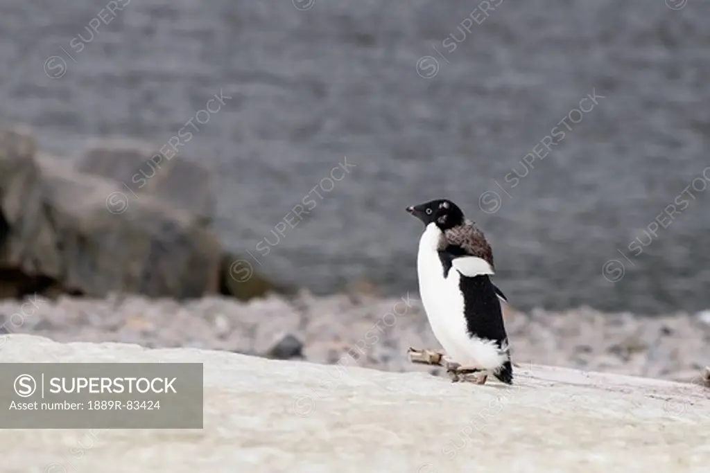Adelie penguin, antarctica