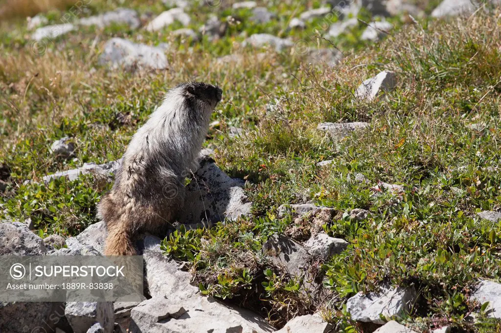 A Marmot On A Rock In A Mountain Meadow In Kananaskis Provincial Park, Alberta Canada