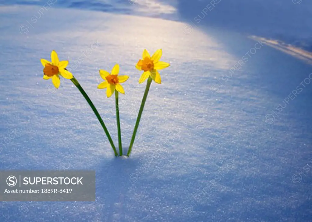 Daffodil's in snow