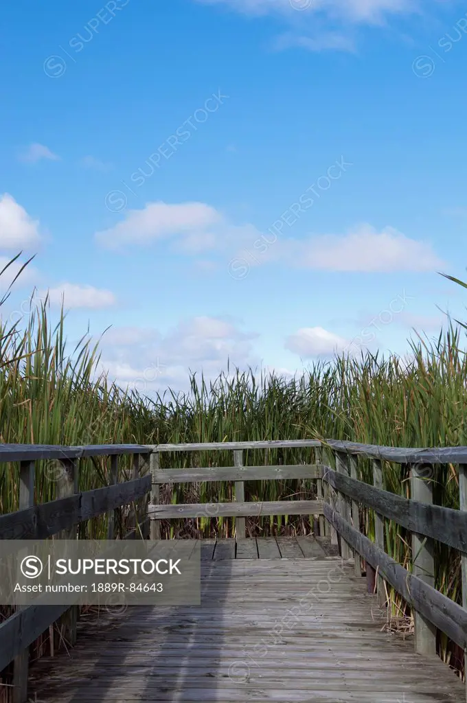 Boardwalk overgrown with the cattails of grassy narrows marsh on lake winnipeg, hecla island manitoba canada