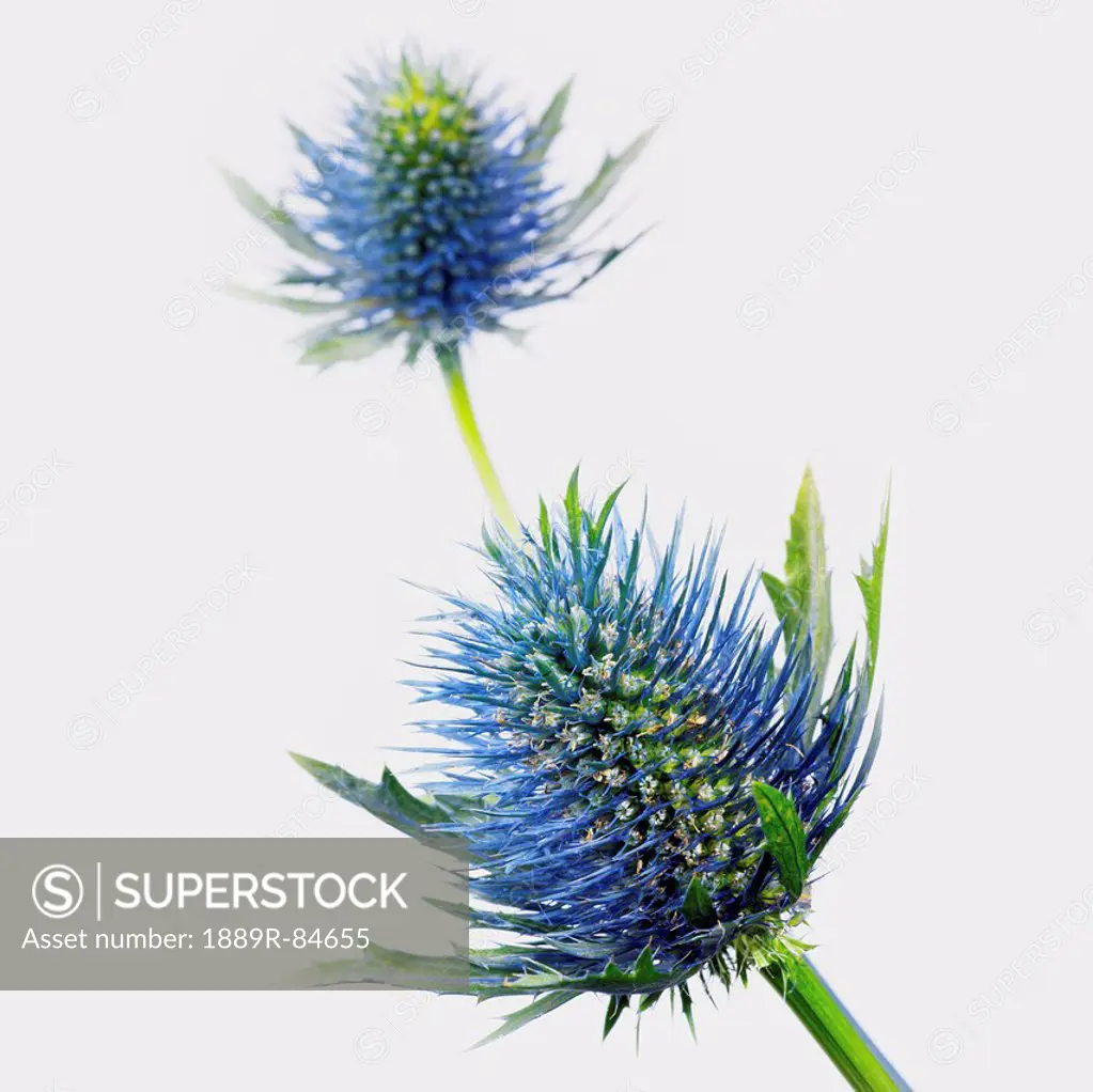 Thistle flowers against a white background
