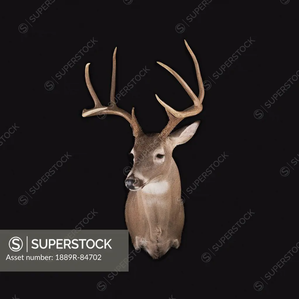 Deer head on a black background