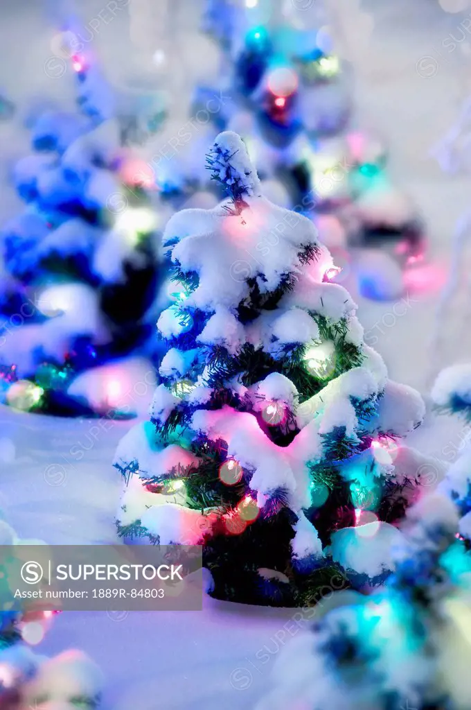 Small Christmas Trees With Colourful Lights And Covered With Snow, Edmonton Alberta Canada