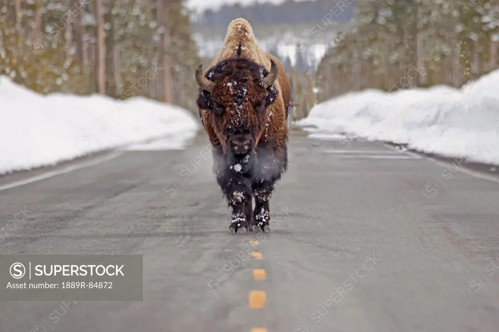 Buffalo walking down the middle of the road in yellowstone national park, wyoming united states of america