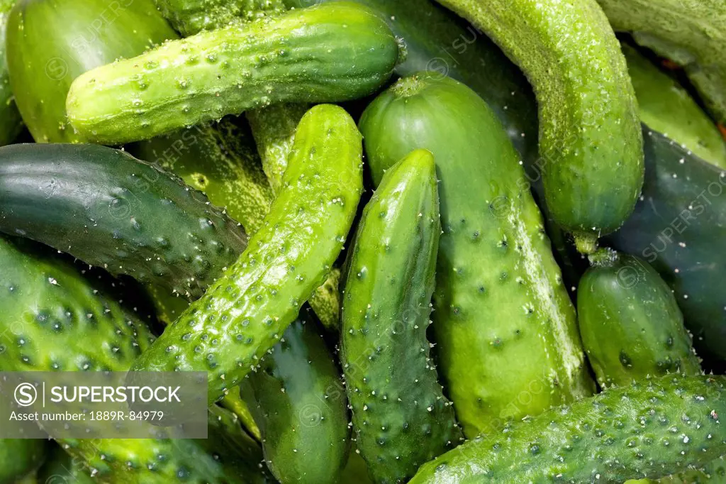 Close up of a pile of cucumbers, calgary alberta canada