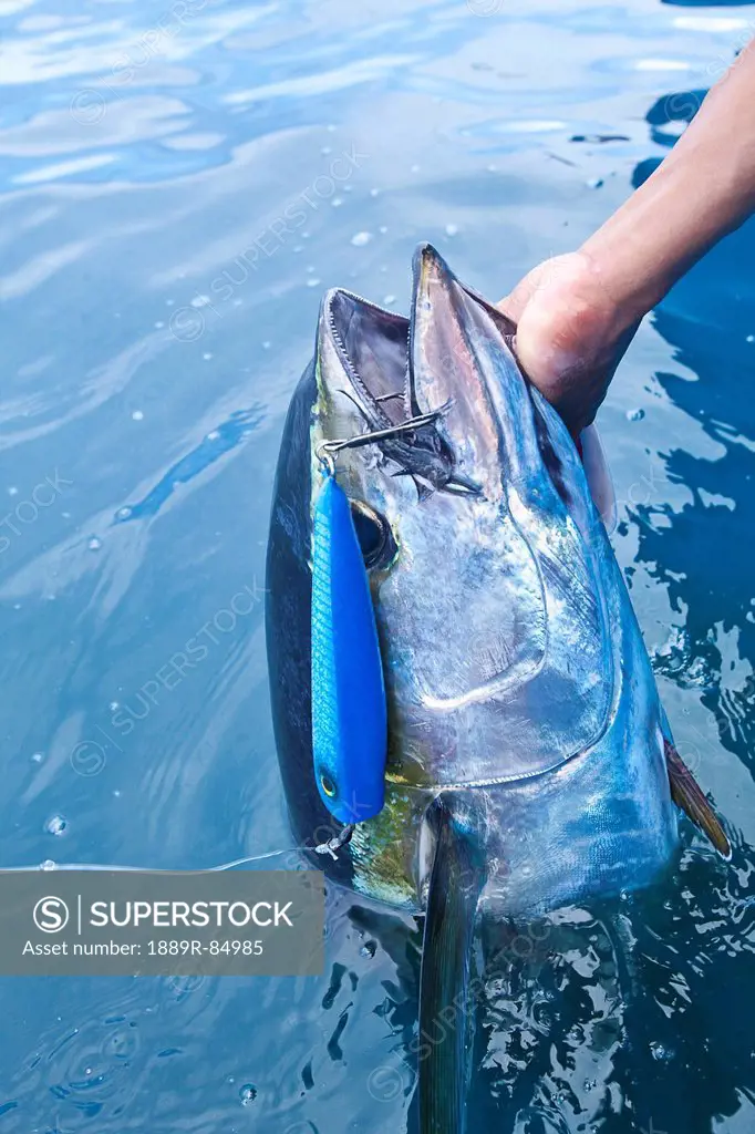 Fresh caught yellowfin tuna in the water with a lure in it´s mouth, panama