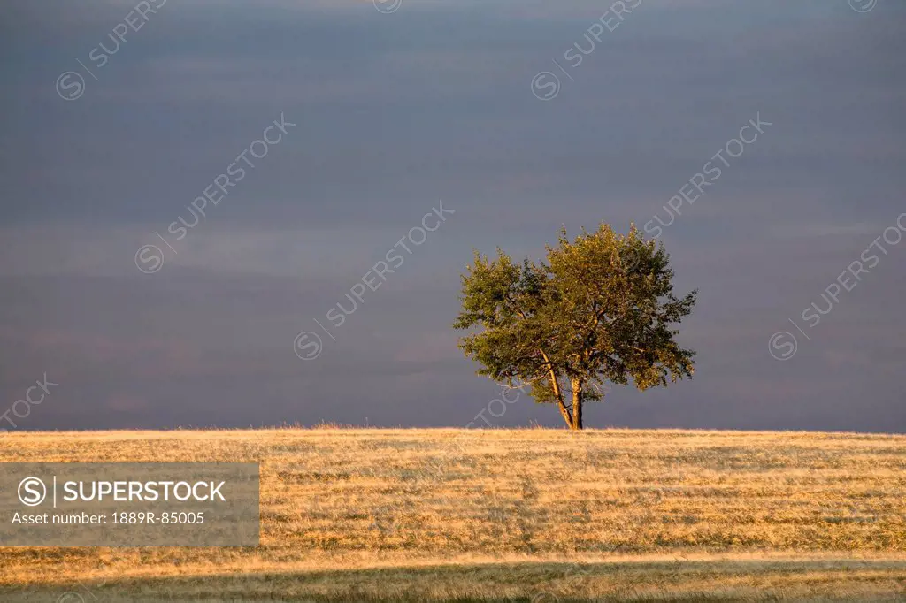 A single tree in a golden field at sunrise, alberta canada