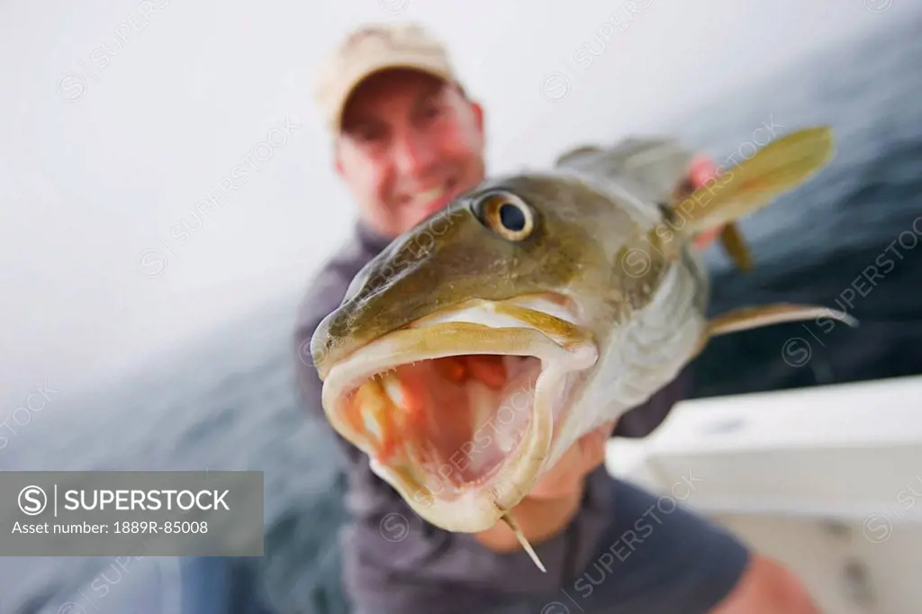 Man holds a fresh caught cod fish, boston massachusetts united states of america