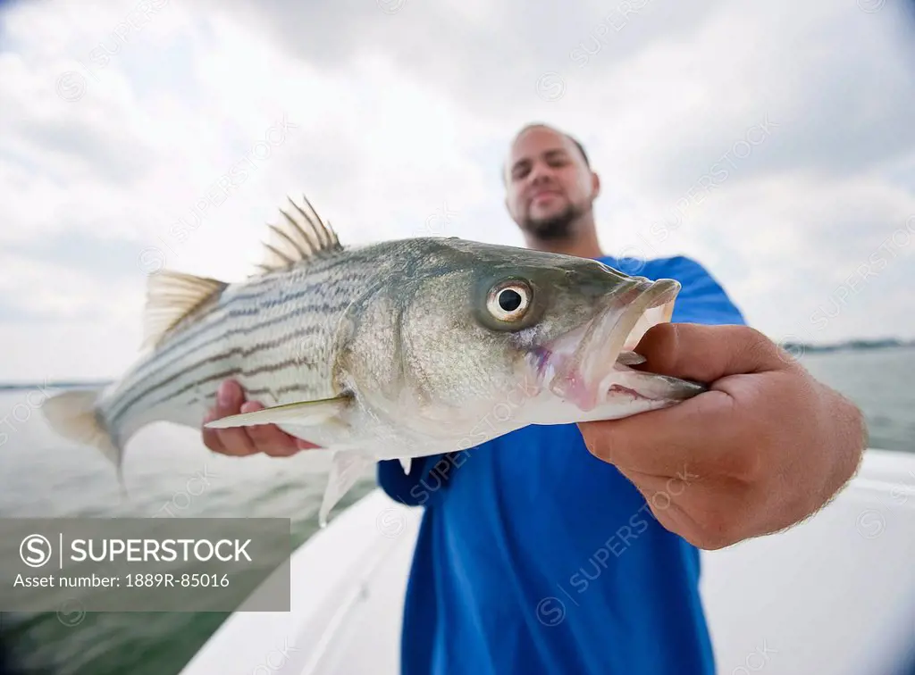 A man holding a fresh caught striped bass, boston massachusetts united states of america