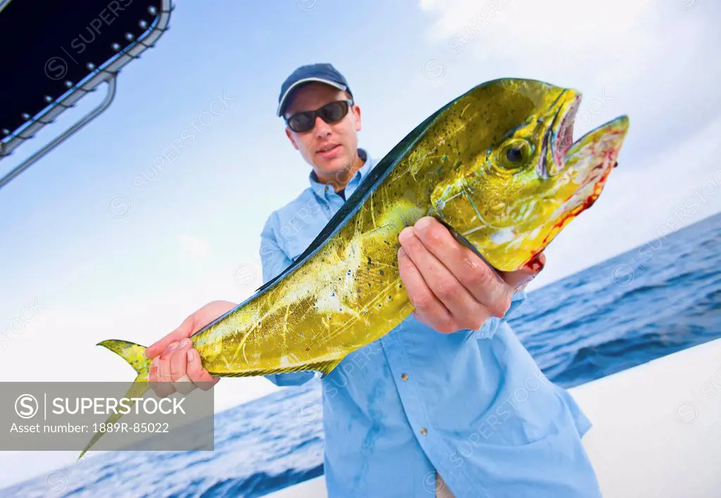 Man holding a fresh caught mahi mahi off the coast of florida, florida united states of america