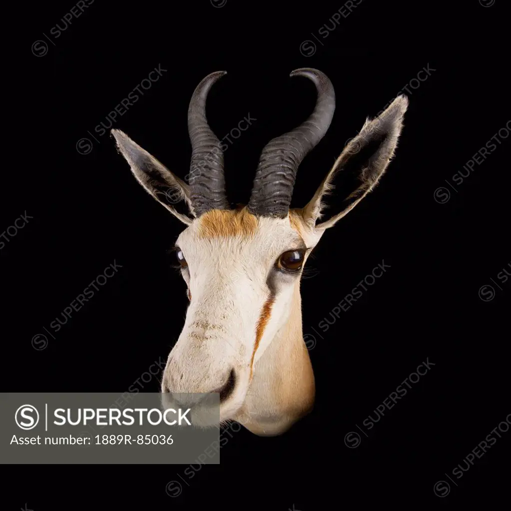 Head of a deer on a black background