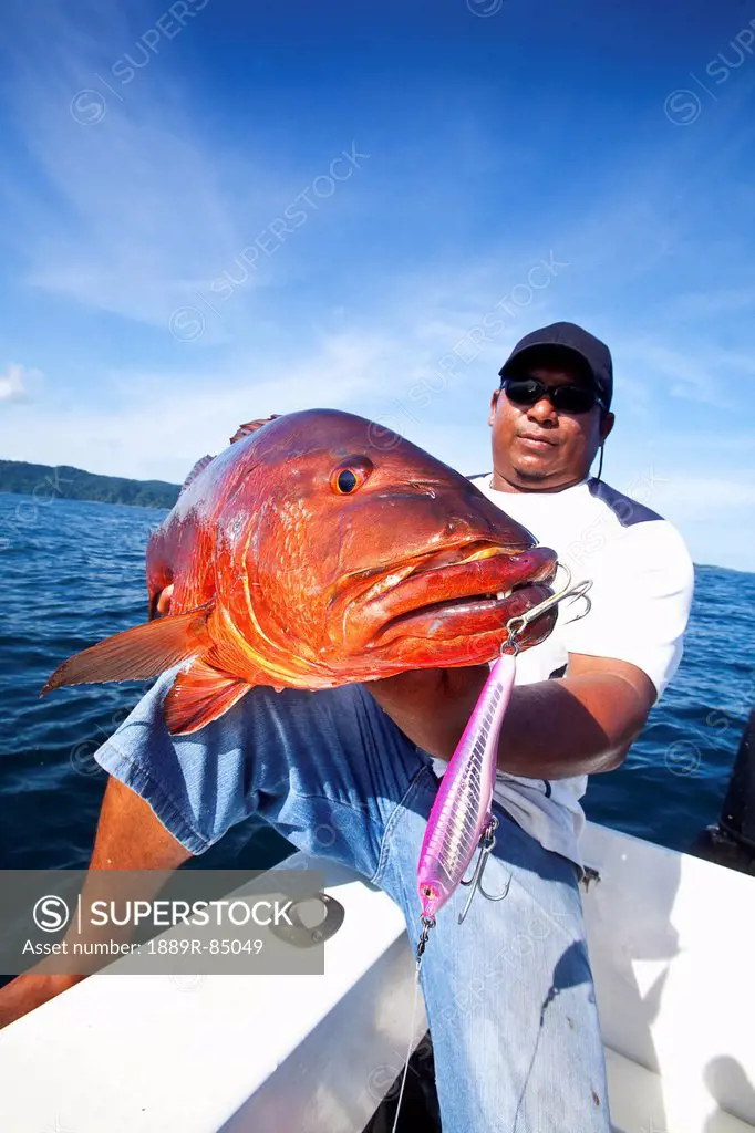 Man holding fresh caught cubera snapper lutjanus cyanopterus, panama