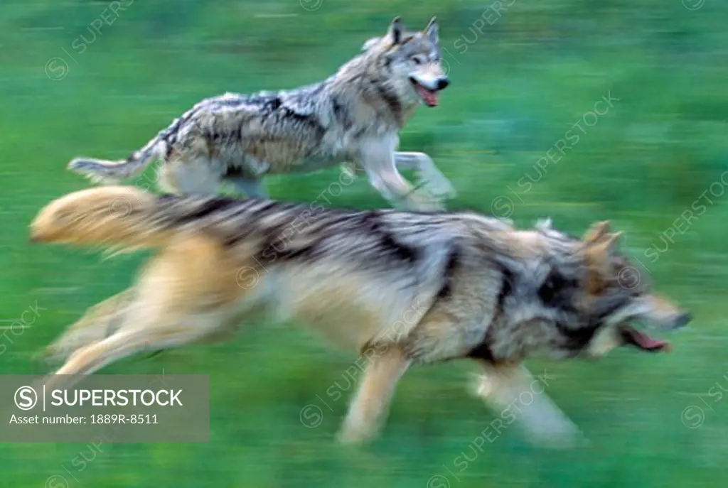Wolves running in mountain meadow, blurred focus