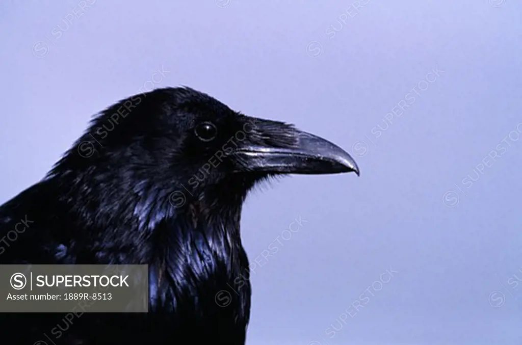 Profile of raven