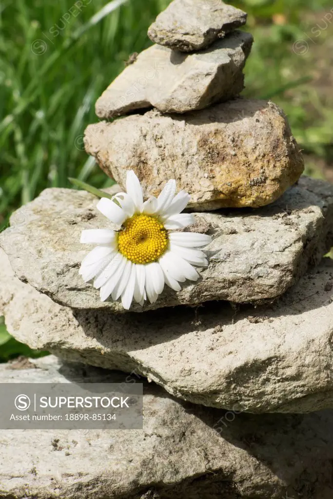 Cairn with a daisy, zinal val d´anniviers switzerland