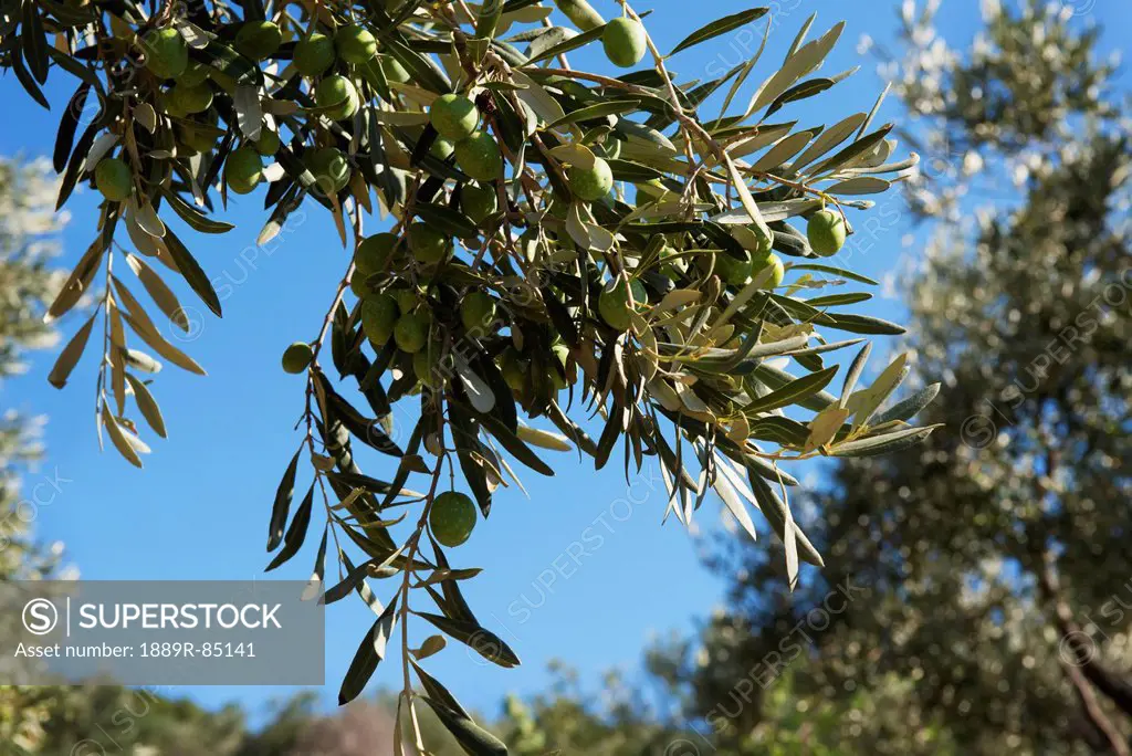 Olive tree branch against a blue sky, skopelos island greece
