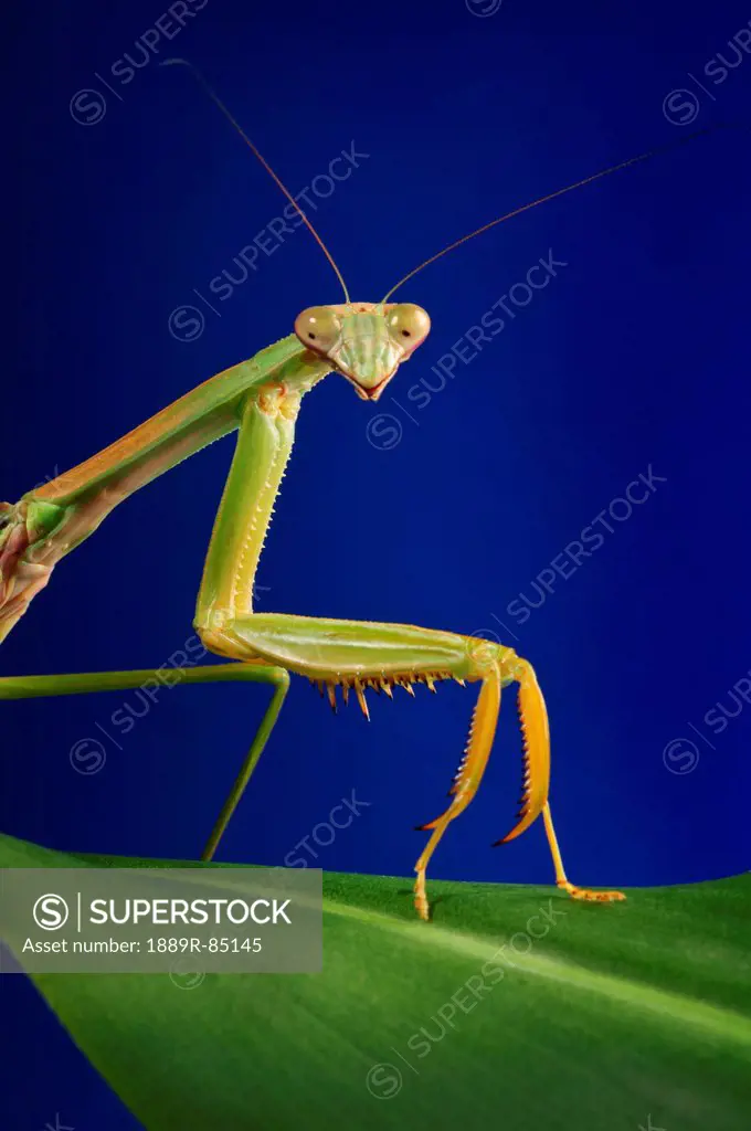Praying mantis on a blue background, st. albert alberta canada