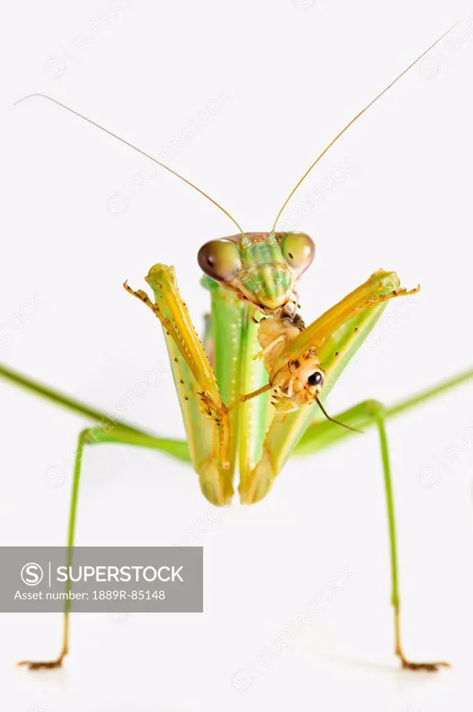 Praying mantis eating a cricket, st. albert alberta canada