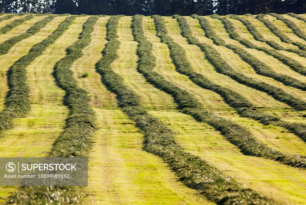 A field of freshly mowed hay forms vertical lines in a field in the cowichan valley on vancouver island, british columbia canada