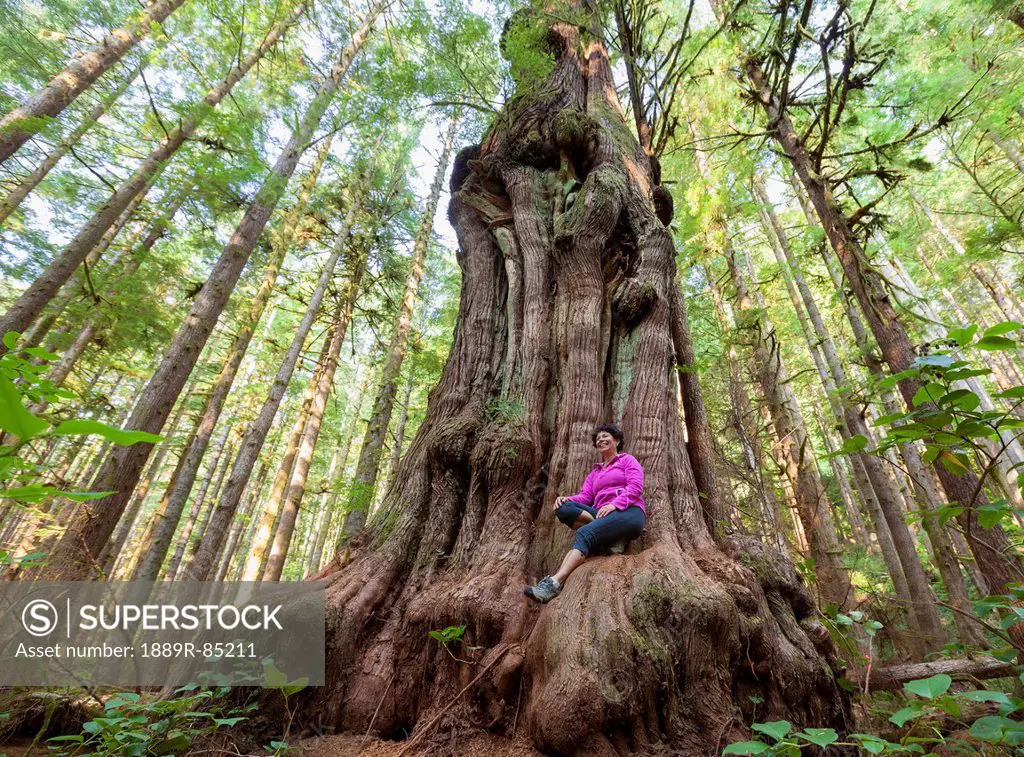 A woman sits on canada´s gnarliest tree a giant cedar tree in what is called avatar forest near port renfrew, vancouver island british columbia canada