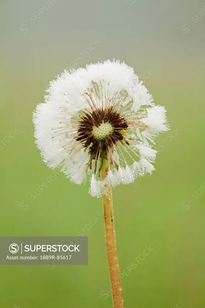 Dandelion Puff Covered With Dew, Thunder Bay Ontario Canada