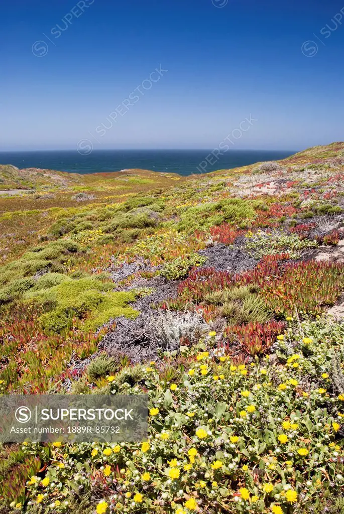 California Coastal Wild Flowers With Ocean In The Background, California United States Of America
