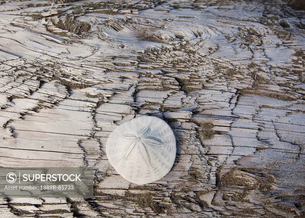A Sandollar On A Piece Of Driftwood On Coastal British Columbia, Vancouver Island British Columbia Canada