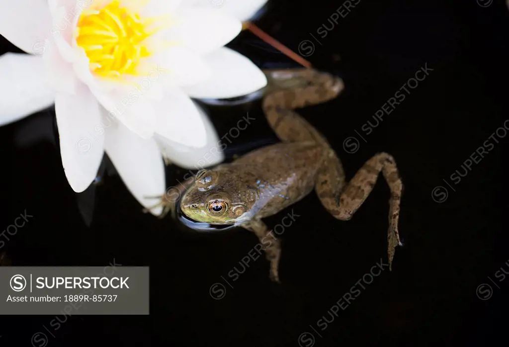A Frog Sits In The Water Beside An Aquatic Flower, Vancouver Island British Columbia Canada