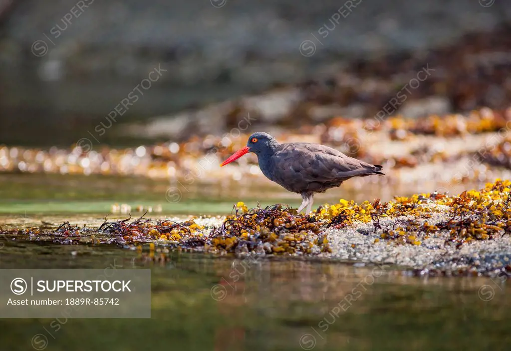 A Black Oystercatcher Haematopus Bachmani Looks For Food In The Gulf Islands, British Columbia Canada