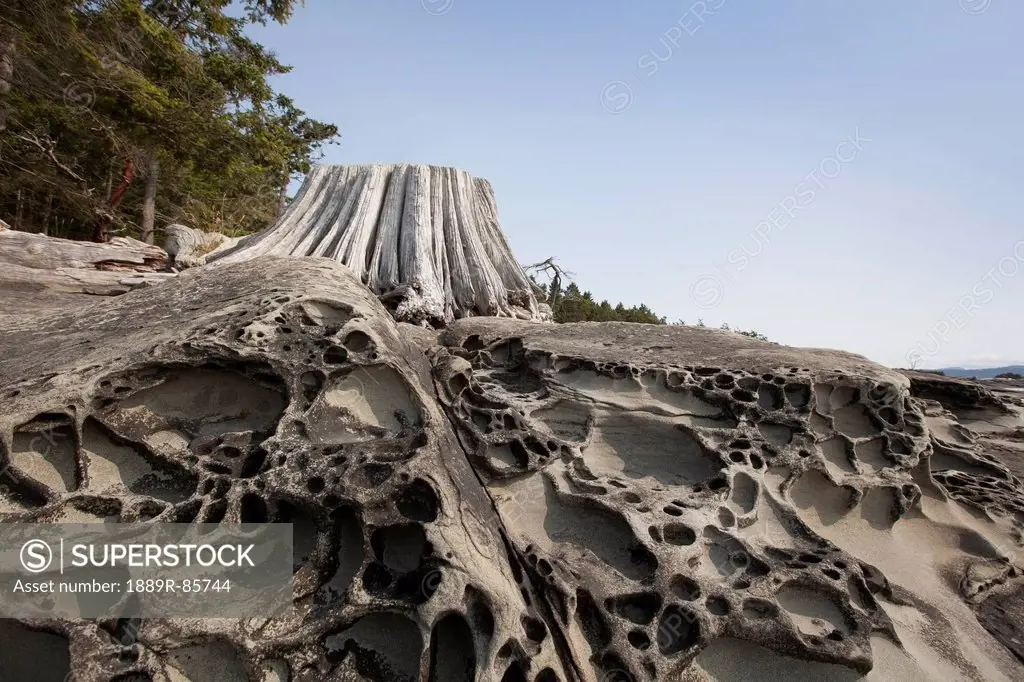 Weathered Driftwood And Sandstone Lace Rock Formations On Portland Island, Gulf Islands British Columbia Canada