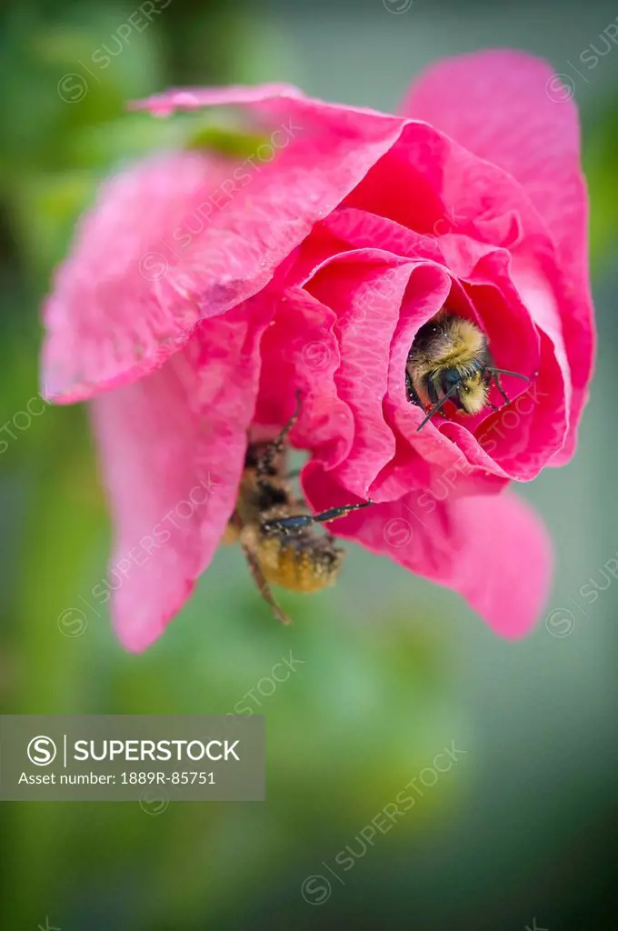Two Bumble Bees On A Pink Rose, Devon Alberta Canada