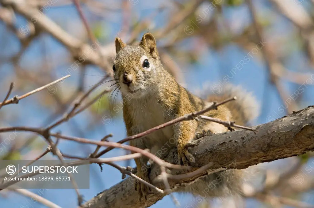 A Squirrel In A Tree, Edmonton Alberta Canada