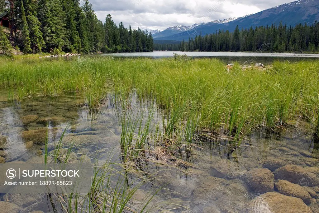 Grass Growing In A Lake In The Canadian Rocky Mountains, Alberta Canada