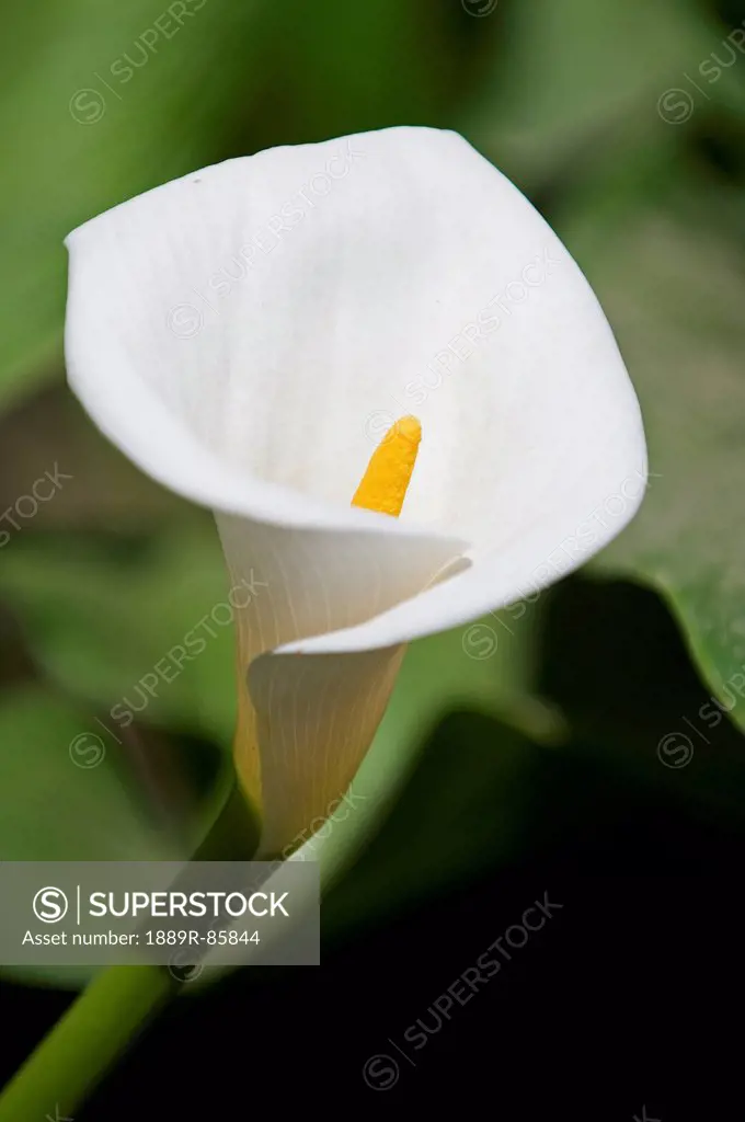 Close Up Of A Calla Lily, Arizona United States Of America