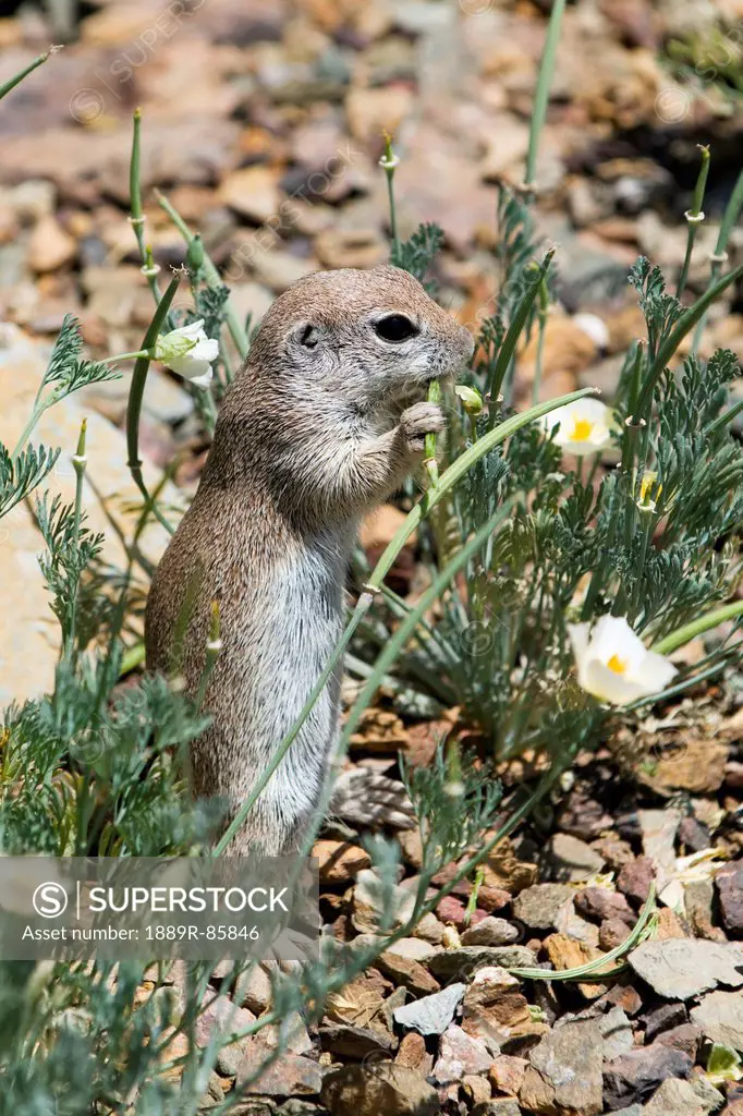 Ground Squirrel, Arizona United States Of America