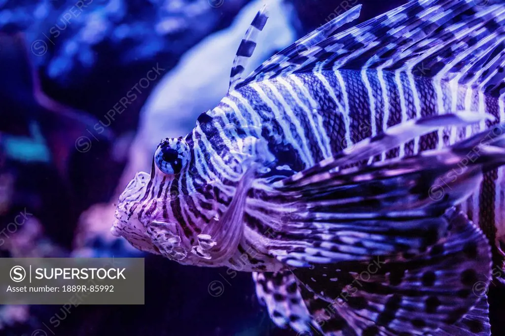 Lionfish Pterois, Israel